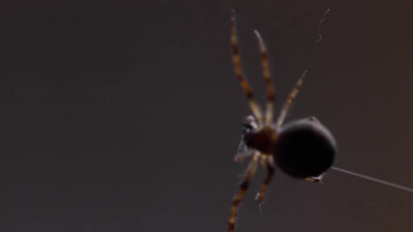 Spider Weaves a Web alt