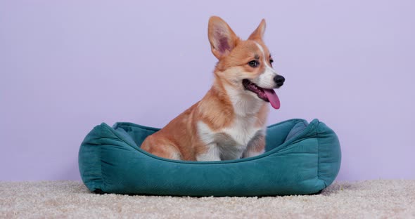 Funny Corgi Puppy with Tongue Out Sits in Blue Dog Bed alt