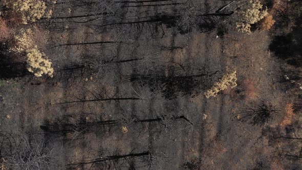 Top view of tree branches and ground after wide wildfire in the forest 4K drone video