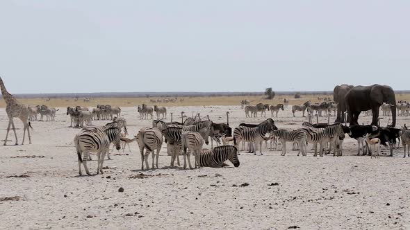 waterhole with Elephants, zebras, springbok and oryx alt