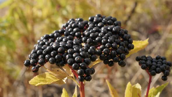 Shallow DOF Danewort herbaceous elder plant slow-mo  1080p FullHD footage - Slow motion  of Sambucus alt