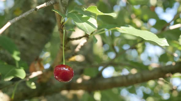 Cherry fruit  tree with juicy red piece close-up 4K 2160p 30fps UltraHD footage - Prunus cerasus org alt