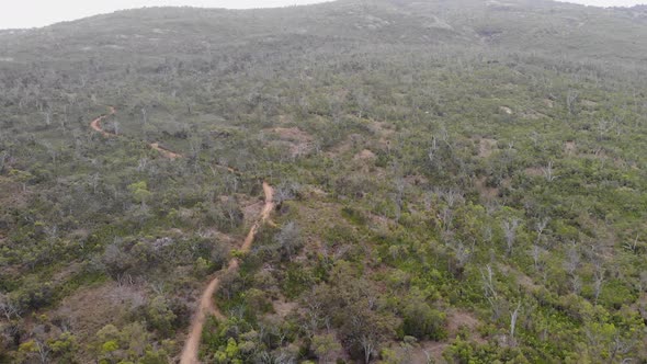 Aerial View of a Forest in Australia alt