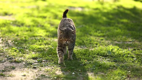 domestic british tabby cat walking on green grass in park. cute pet seriously looking in camera 