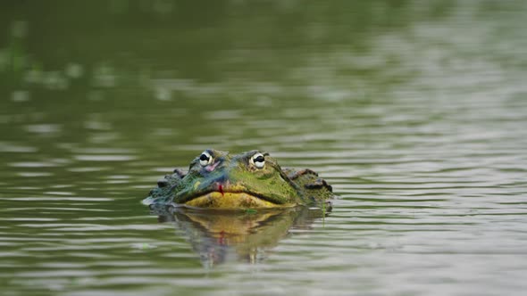 African Bullfrog Resting In Murky Pond During Rainy Season In Central Kalahari National Park, Botswa alt
