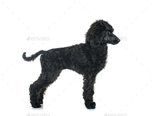 puppy standard poodle in studio - Stock Photo - Images
