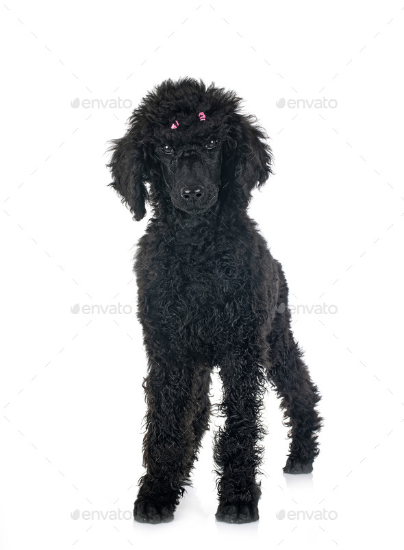 standard poodle in studio - Stock Photo - Images