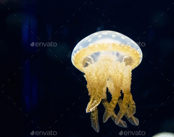Close-up Of Jellyfish Swimming In Sea  - Stock Photo - Images