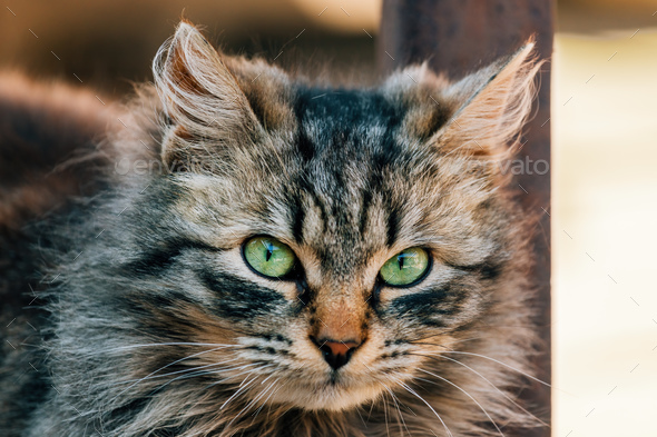 Portrait Of A Furry Mixed Breed Female Domestic Cat With Green Eyes 