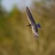 Black tern (Chlidonias niger) - PhotoDune Item for Sale
