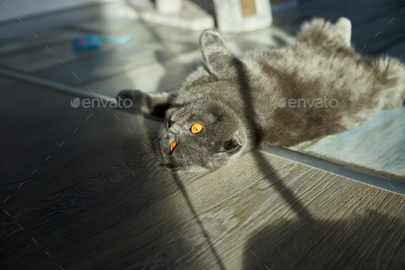 A fat gray Scottish tabby cat lies on the floor - Stock Photo - Images