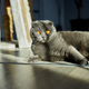 A fat gray Scottish tabby cat lies on the floor - PhotoDune Item for Sale