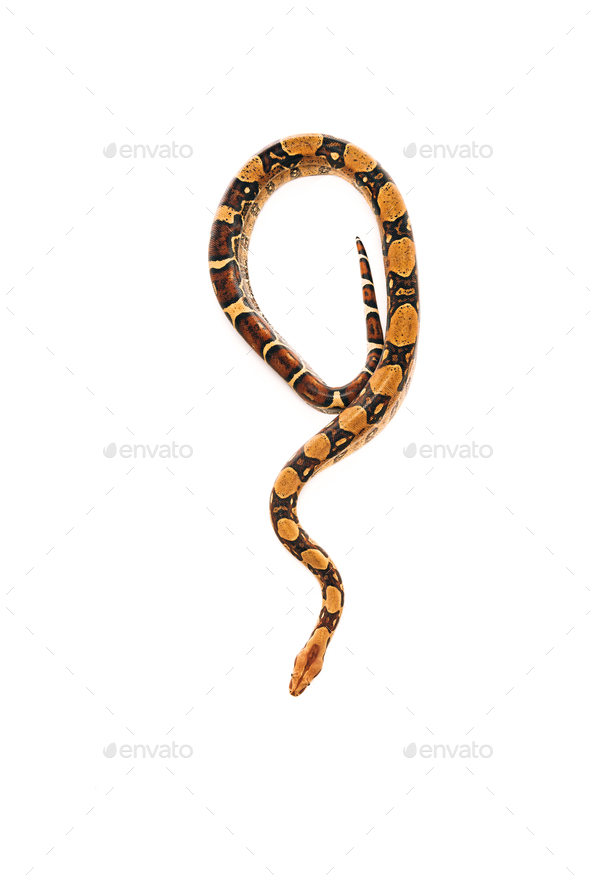 snake top view