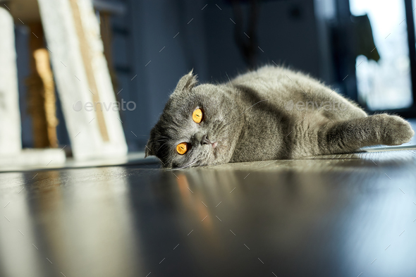 A fat gray Scottish tabby cat lies on the floor - Stock Photo - Images