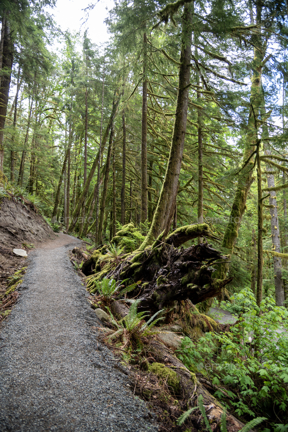 Hiking trail green forest - Stock Photo - Images