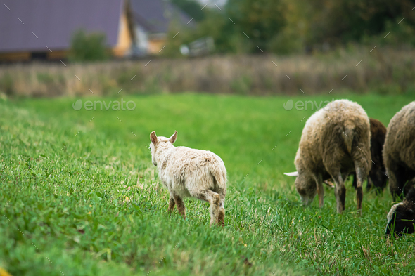 Brown sheep and lamb graze on farmers pasture. Rural life, cattle breeding. - Stock Photo - Images