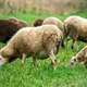 Brown sheep and lamb graze on farmers pasture. Rural life, cattle breeding. - PhotoDune Item for Sale