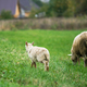 Brown sheep and lamb graze on farmers pasture. Rural life, cattle breeding. - PhotoDune Item for Sale