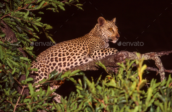 Leopard in a Tree - Stock Photo - Images