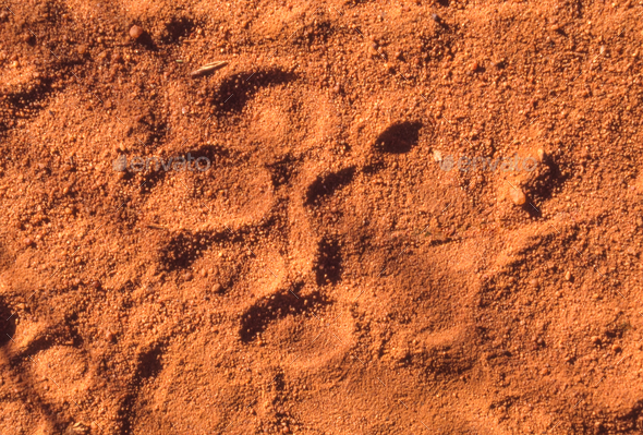 Leopard Footprint (Spoor) - Stock Photo - Images