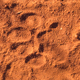 Leopard Footprint (Spoor) - PhotoDune Item for Sale