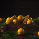 Crate of freshly picked lemons - PhotoDune Item for Sale
