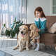 Cute girl and fawn Labrador retriever at home - PhotoDune Item for Sale