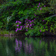 Rhododendrons reflecting on the lake - PhotoDune Item for Sale