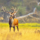 Male red deer displaying at sunset in natural habitat on Veluwe Stock Photo  by CreativeNature_nl