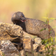 Egyptian Mongoose in Extremadura Spain - PhotoDune Item for Sale