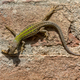 Common wall lizard with prey - PhotoDune Item for Sale