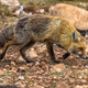 Red fox rocky environment - PhotoDune Item for Sale
