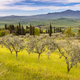 Olive grove Tuscany - PhotoDune Item for Sale