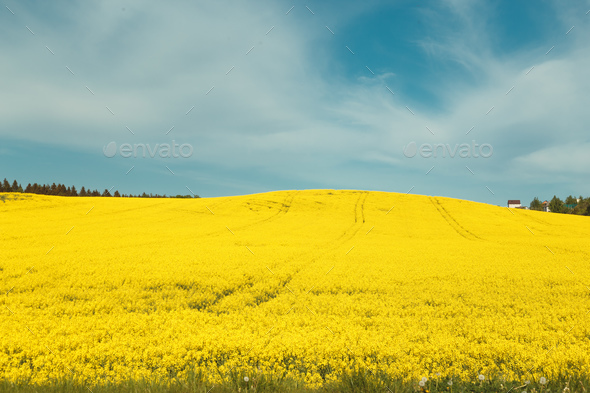 Blooming yellow rapeseed field. Agriculture - Stock Photo - Images