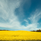 Blooming yellow rapeseed field. Agriculture - PhotoDune Item for Sale