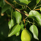 green pears on a branch in the garden - PhotoDune Item for Sale
