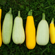 zucchini harvest. Fresh squash picked from the garden. Organic food concept . - PhotoDune Item for Sale