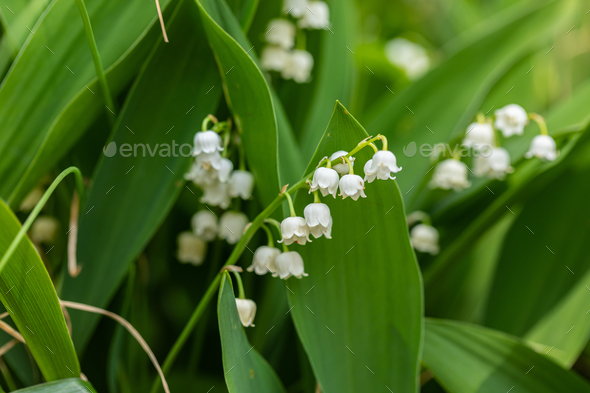  lily-of-the-valley - Stock Photo - Images