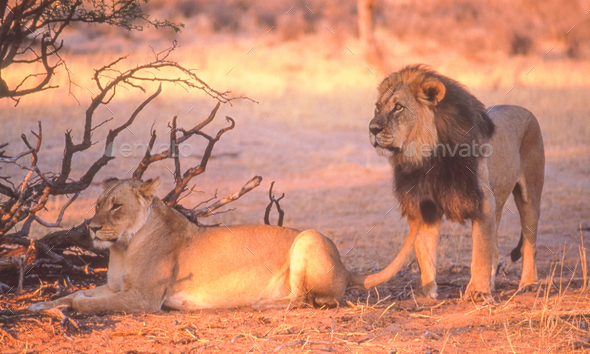 Lion Pair in the Kalahari - Stock Photo - Images