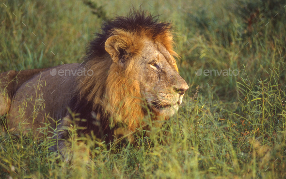 Portrait of a Male Lion - Stock Photo - Images