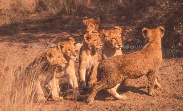 Six Lion Cubs in Kruger Park - Stock Photo - Images