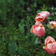 Red tulip field, plantation. Bright dark gentle delicate natural spring background. - PhotoDune Item for Sale