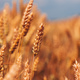 Ripe ear of wheat crop in cultivated agricultural field ready for harvest - PhotoDune Item for Sale