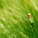 Running crab spider killing green forest bug in barley field - PhotoDune Item for Sale