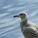Juvenile european herring gull (Larus argentatus) at the Nissan riverbank in Halmstad, Sweden. - PhotoDune Item for Sale