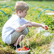 Preteen child picking strawberry on self-picking farm. Harvesting concept. Pick-Your-Own farm - PhotoDune Item for Sale