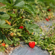 Strawberry plantation on sunny day. Organic product. Self-picking farm. Harvesting concept. Close up - PhotoDune Item for Sale