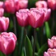 Pink tulips  - PhotoDune Item for Sale