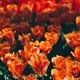 Orange tulips  - PhotoDune Item for Sale