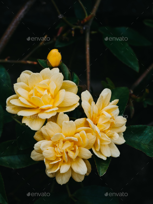 Jasminum mesnyi, bright yellow flowers, close up. Deciduous shrub, evergreen - Stock Photo - Images
